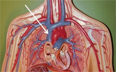 The highlighted vein drains into which vessel?