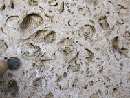 The impressions of fossil shells in this photograph probably indicate that the rock was deposited: