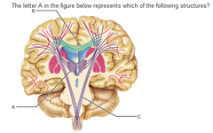 The letter A in the figure below represents which of the following structures?
A. thalamus 
B. midbrain 
C. hypothalamus 
D. medulla