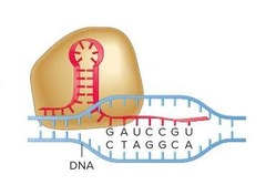 The ncRNA shown is helping a protein find a specific location on this DNA molecule. The ncRNA is acting as a ______.
Multiple choice question.
decoy
blocker
guide
scaffold