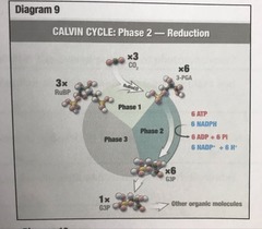 The organic molecules accept electrons & molecules of G3P are formed.