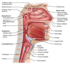 The palatine tonsils are found in which of the following regions?

oropharynx 
nasopharynx 
larynx 
laryngopharynx