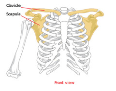 The pectoral girdle consists of which of the following bones?