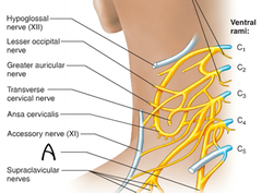 The phrenic nerve is a branch from the __________.