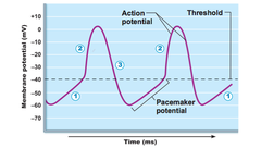 The repolarization phase of an action potential results from _