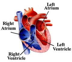 The right atrium receives deoxygenated blood from three vessels. Identify one of these.