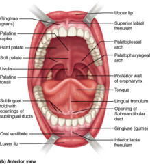 The uvula is an extension of the __________.

lingual frenulum 
oral vestibule 
palatopharyngeal arch 
soft palate