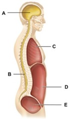 The ventral cavity includes which of the indicated subdivisions in the figure?