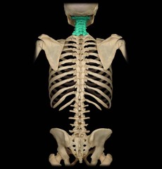 The vertebral column contains __________ cervical vertebrae.