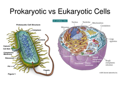 the visible duplicated DNA found in the nucleus of eukaryotic cells and in the cytoplasm of prokaryotic cells.