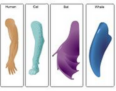 The wing of a bat is homologous to the _____ of a whale. 

 rib cage 
 baleen 
 blowhole 
 flipper 
 tail