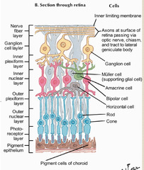 There are three layers of neurons in the retina. The axons of which of these neuron layers form the optic nerves?
Select one:
a. bipolar cells
b. rod cells
c. cone cells
d. ganglion cells