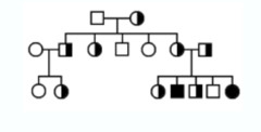 This hypothetical pedigree for a disease in humans illustrated inheritance that is
a. autosomal recessive
b. autosomal dominant
c. carried on the Y chromosome
d. sex-linked dominant