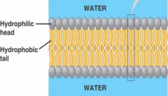 This lipid makes up cell membranes