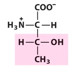 Threonine (Thr/T)