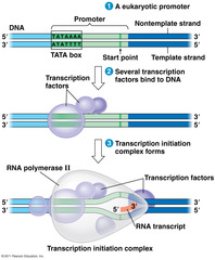 transcription initiation complex