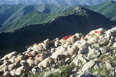 Transhumance