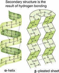 tructure describes the alpha-helices and beta-sheets that are formed by hydrogen bonding between backbone atoms located near each other in the polypeptide chain