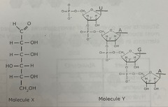 Two bio molecules are shown. Which of the following best describes these bio molecules?