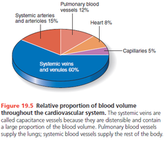 Up to 65% of the body's blood supply is found in __________.