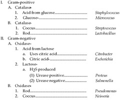 Use the dichotomous key in the table to identify a gram-negative coccus.
