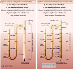 Vasa recta blood osmolality is critical to maintaining the countercurrent mechanisms of the nephron. Where is vasa recta blood osmolality the highest?