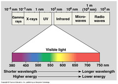 Visible light fits between ________.
Select one:
a. X rays and UV
b. microwaves and radio waves
c. UV and infrared 
d. gamma rays and infrared