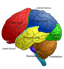 Visual cortex (occipital lobe)