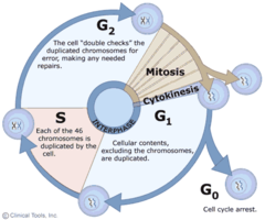 What are the (3) stages of the cell cycle?