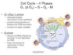 what are the 4 phases of mitosis?