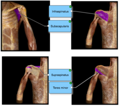 What are the four rotator cuff muscles?