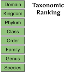 What are the taxonomic ranks?