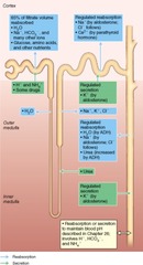 What area of the nephron is responsible for the reabsorption of most of the water from the filtrate as well as most nutrients?