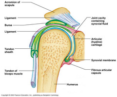 What cartilage in long bone persists for life?