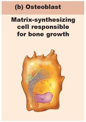 What cells participates in the process of bone deposition?