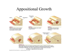 What does appositional growth do to the strength of the bone?