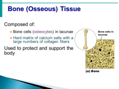 What is osseous tissue?