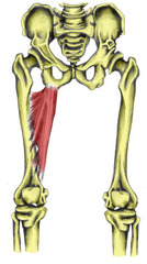 What is the action of the adductor magnus muscle