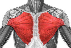 What is the action of the pectoralis major muscle?