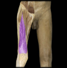What is the action of the quadriceps femoris muscle?