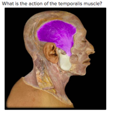 What is the action of the temporalis muscle?