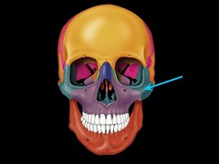 What is the anatomical name for the facial bones known as 