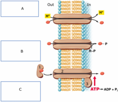 What is the difference between the position of the surface proteins and the membrane-spanning proteins?