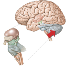 What is the function of the brain structure indicated by the arrow?