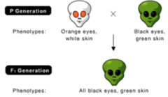 What is the genotype of the parent with orange eyes and white skin? (Note: orange eyes are recessive.)