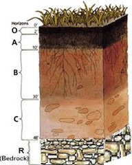 What is the importance of top soil?
