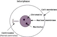 What is the name of the cell stage when cell grows and copies its organelles and chromosomes; the two copies are now called chromatids.