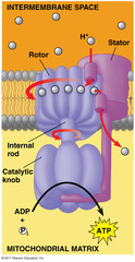 What is the name of the embedded protein that provides a channel for the hydrogen ions to pass through the membrane?