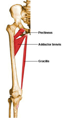What is the origin of this muscle of the thigh?