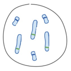 What is the ploidy of this cell model? (Figure #1)